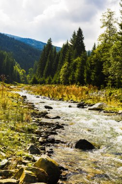 bir çam ormanı ile akar bir dağ nehir