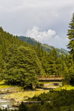 bir çam ormanı ile akar bir dağ nehir