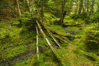 bir çam ormanı ile akar bir dağ nehir