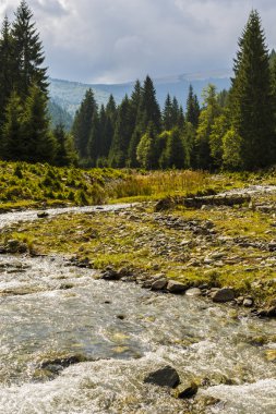 bir çam ormanı ile akar bir dağ nehir