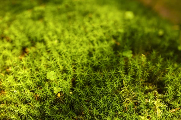 Moss and clover — Stock Photo, Image