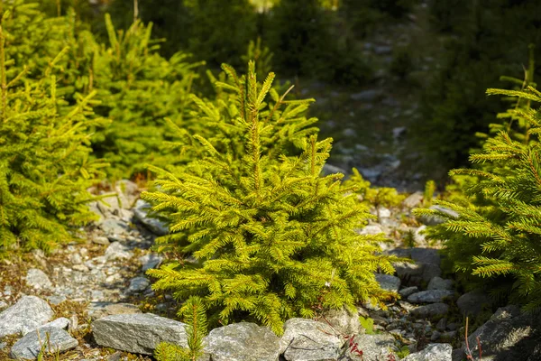 Unga granen i naturlig miljö Mountain — Stockfoto