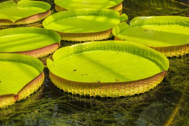 Amazon nilüferler dev yaprakları