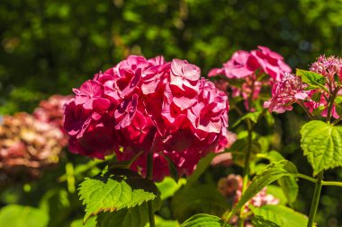 Bahçede çeşitlilik renkli çiçek