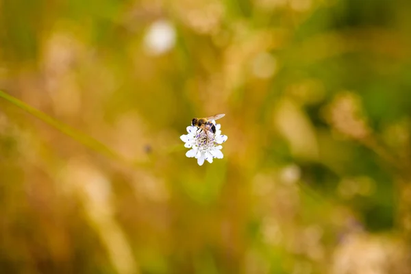 Abeja en un cuadro de flores dibujado con dof —  Fotos de Stock