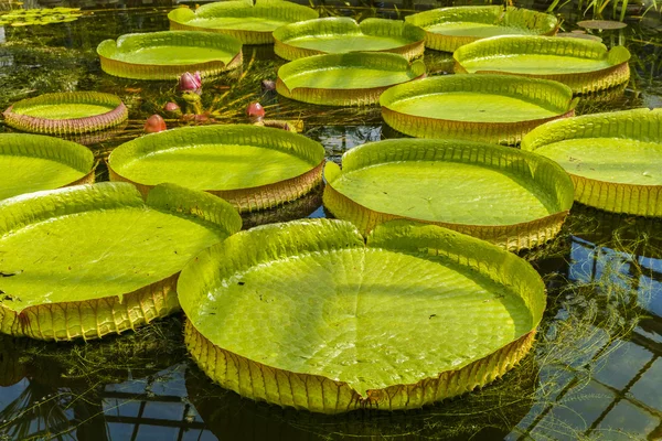 Giant leaves of Amazonian water lilies — Stock Photo, Image