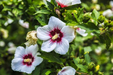 Bahçede çeşitlilik renkli çiçek