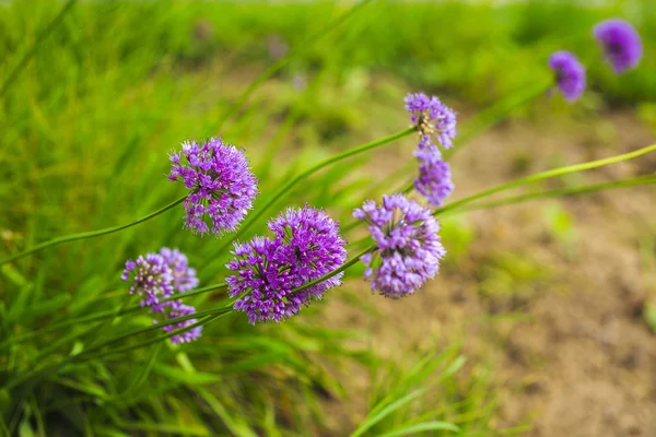 Diversidad flores de colores en el jardín — Foto de Stock