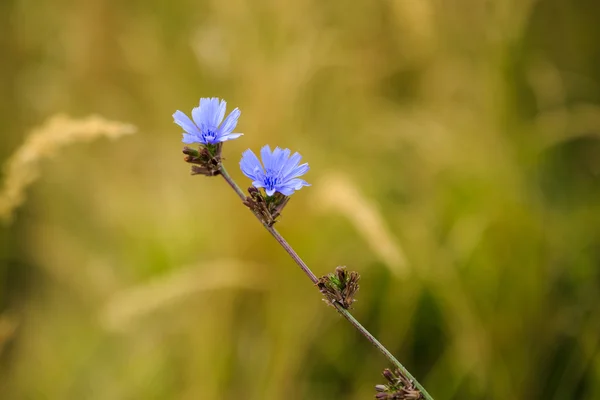 Diversidad flores de colores en el jardín — Foto de Stock