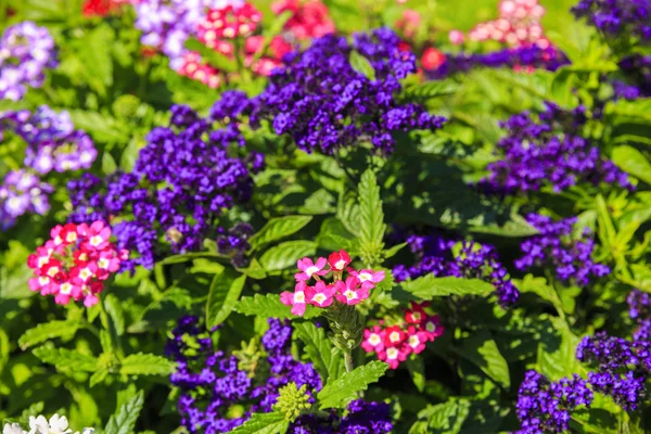 Diversity colorful flowers in the garden