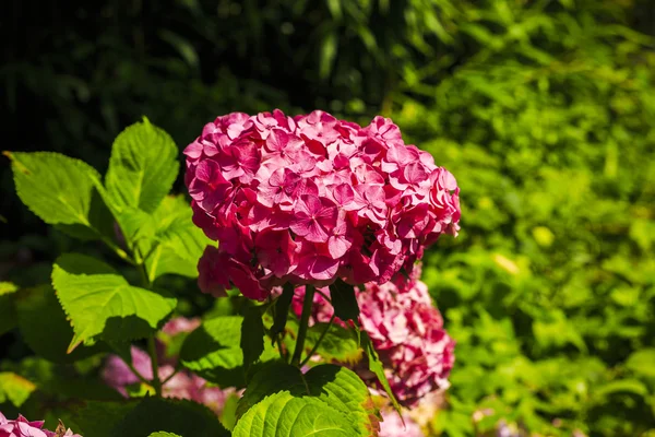 Diversity colorful flowers in the garden — Stock Photo, Image