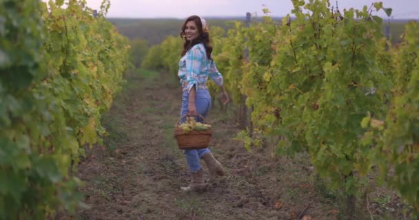 여자가 와인을 시험하고 포도원에 유리에 포도주를 여자들 — 비디오