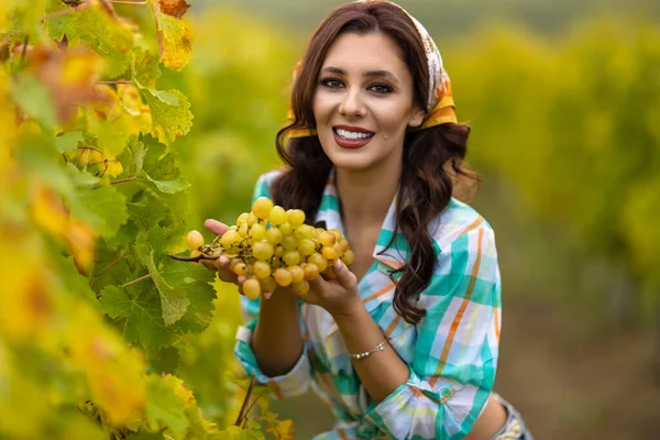 Портрет Молодой Красивой Женщины Собирающей Виноград — стоковое фото