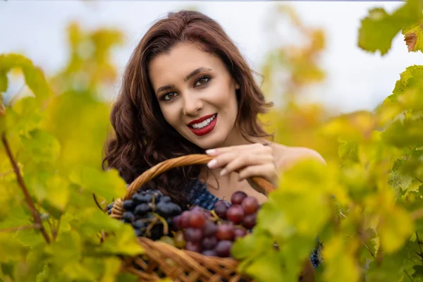 A beautiful woman with a basket of grapes in the vineyard in the autumn.