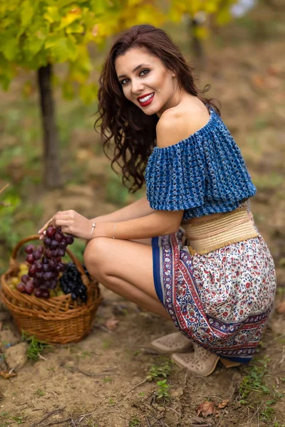 A beautiful woman with a basket of grapes in the vineyard in the autumn.