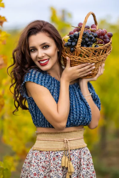 Een Mooie Vrouw Met Een Mand Druiven Wijngaard Herfst Stockfoto