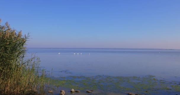 Paisaje Con Lago Tranquilo Con Cisnes Distancia Bajo Cielo Azul — Vídeo de stock