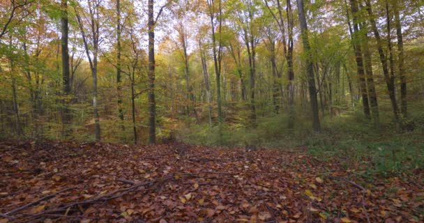 Hojas Amarillas Caen Hermosa Madera Otoño Cámara Lenta — Vídeos de Stock