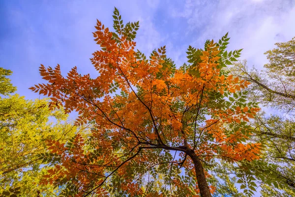 Ένα Όμορφο Φθινοπωρινό Τοπίο Στο Πάρκο Μια Μέρα Του Οκτωβρίου — Φωτογραφία Αρχείου