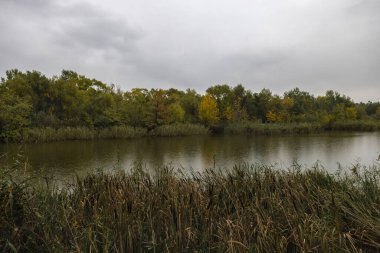 Orman gölü ile güzel manzara