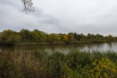 Orman gölü ile güzel manzara