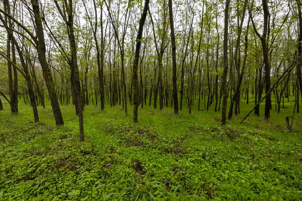 秋天的风景 森林里有树木 — 图库照片