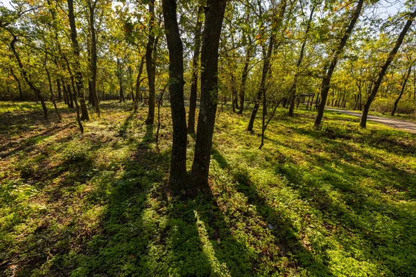 秋天的风景 森林里有树木 — 图库照片