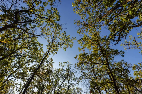 秋天的风景 森林里有树木 — 图库照片