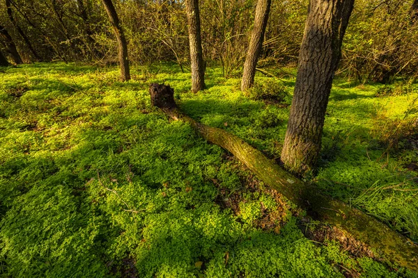 Paesaggio Autunnale Con Alberi Nella Foresta — Foto Stock
