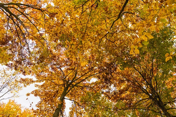 Herbstlandschaft Mit Bäumen Wald — Stockfoto