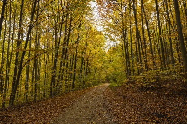 Ormandaki Ağaçlarla Dolu Sonbahar Manzarası — Stok fotoğraf