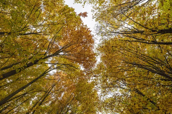 Paisaje Otoñal Con Árboles Bosque — Foto de Stock