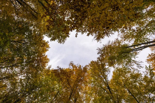 Podzimní Krajina Stromy Lese — Stock fotografie