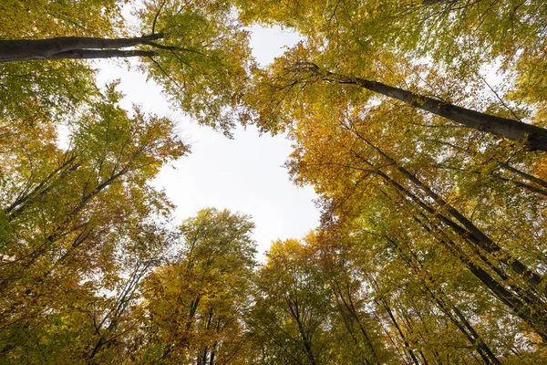 秋天的风景 森林里有树木 — 图库照片