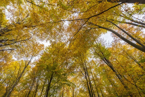Podzimní Krajina Stromy Lese — Stock fotografie