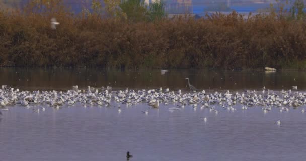雀鸟在天鹅湖野生动物保护区内飞来飞去和游泳 — 图库视频影像
