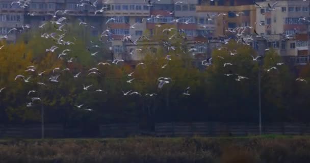 Bando Gaivotas Está Sentado Água Uma Grande Concentração Aves Selvagens — Vídeo de Stock