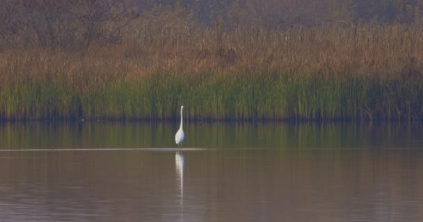 伟大的Egret走在一条河上 — 图库视频影像
