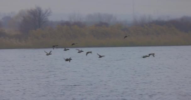 鸭飞越湖水缓慢运动 — 图库视频影像