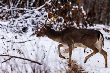 Fallow geyik geyiği (Dama dama) kış mevsiminde.