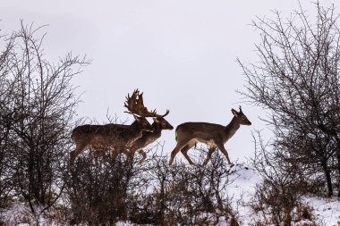 Fallow geyik geyiği (Dama dama) kış mevsiminde.