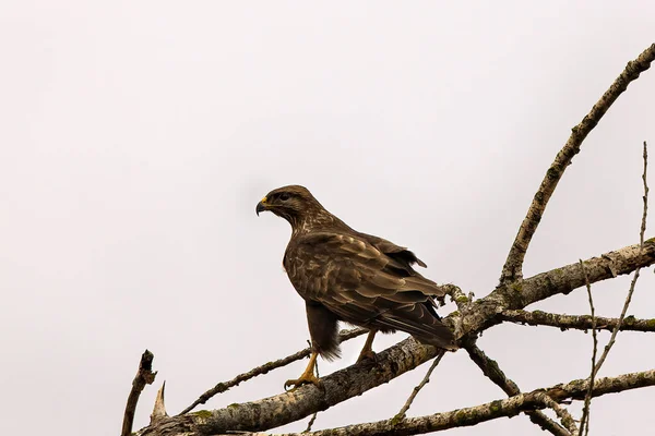 Red Tailed Hawk Bird Prey Perched Top Tree — Stock Photo, Image