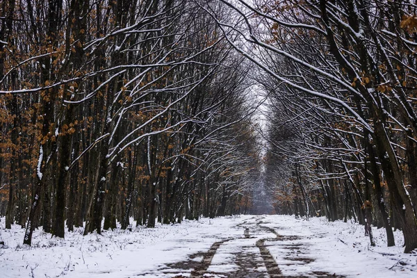 Hermoso Bosque Temporada Invierno Día Nublado — Foto de Stock