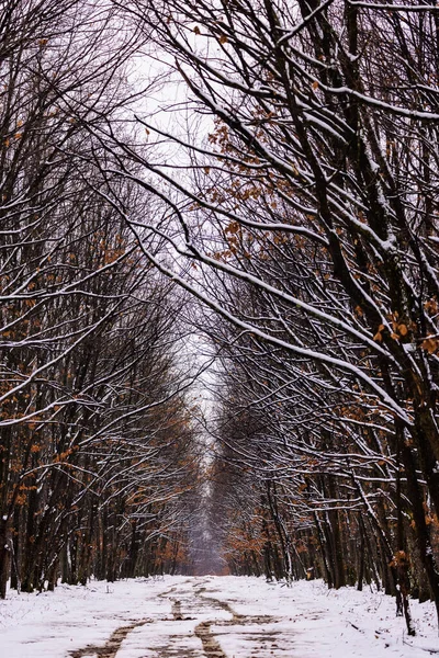 Beautiful Forest Winter Season Cloudy Day — Stock Photo, Image