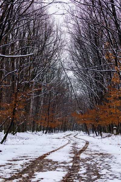 Kışın Güzel Bir Orman Bulutlu Bir Günde — Stok fotoğraf