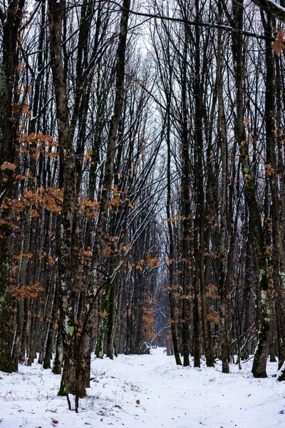 Une Belle Forêt Hiver Par Temps Nuageux — Photo