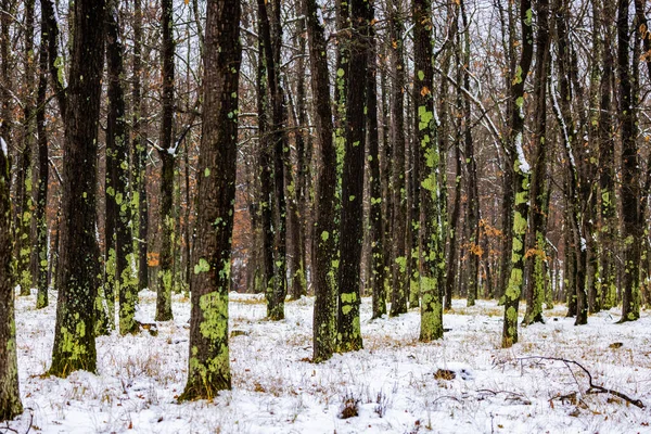 Beautiful Forest Winter Season Cloudy Day — Stock Photo, Image