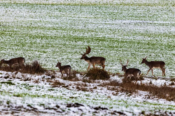 Fallow Deer Buck Dama Dama Winter Season — Stock Photo, Image