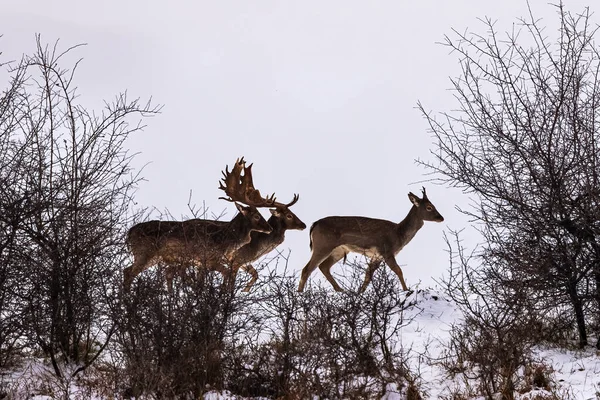 Fallow Cervo Buck Dama Dama Temporada Inverno — Fotografia de Stock