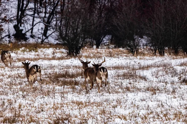 Fallow Deer Buck Dama Dama Winter Season — Stock Photo, Image